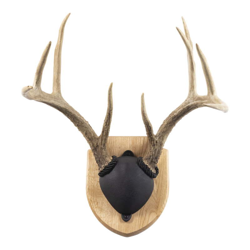Solid Medium Oak Antler Mount Plaque - Taxidermy Display Board For Deer Antlers 1 thumbnail image